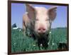 Close-up of Pig-Lynn M^ Stone-Framed Photographic Print