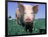 Close-up of Pig-Lynn M^ Stone-Framed Photographic Print