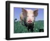 Close-up of Pig-Lynn M^ Stone-Framed Photographic Print