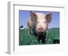 Close-up of Pig-Lynn M^ Stone-Framed Photographic Print