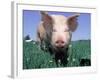 Close-up of Pig-Lynn M^ Stone-Framed Photographic Print