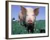 Close-up of Pig-Lynn M^ Stone-Framed Photographic Print