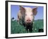 Close-up of Pig-Lynn M^ Stone-Framed Photographic Print