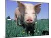 Close-up of Pig-Lynn M^ Stone-Mounted Photographic Print