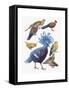 Close-Up of Pigeons-null-Framed Stretched Canvas