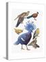 Close-Up of Pigeons-null-Stretched Canvas