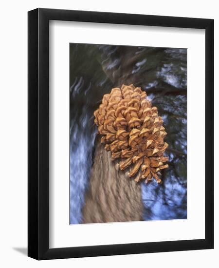 Close-up of Pine Cone Falling from a Ponderosa Pine Tree, Sierra Nevada Mountains, California, USA-Christopher Talbot Frank-Framed Premium Photographic Print