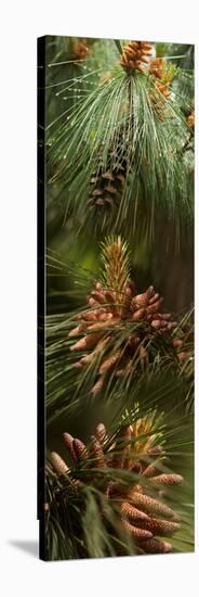 Close-Up of Pine Tree-null-Stretched Canvas