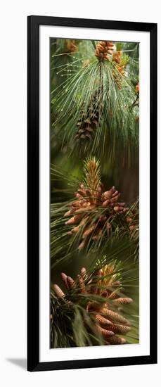 Close-Up of Pine Tree-null-Framed Premium Photographic Print