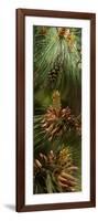 Close-Up of Pine Tree-null-Framed Photographic Print