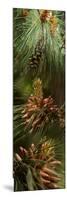 Close-Up of Pine Tree-null-Mounted Photographic Print