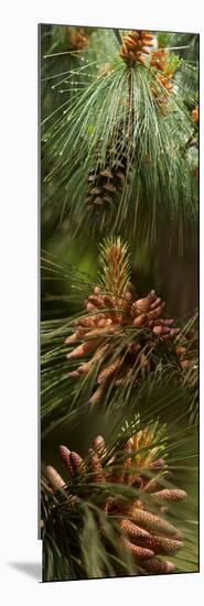 Close-Up of Pine Tree-null-Mounted Photographic Print