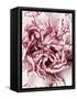 Close-Up of Pink and White Carnation-Clive Nichols-Framed Stretched Canvas