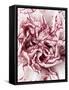 Close-Up of Pink and White Carnation-Clive Nichols-Framed Stretched Canvas