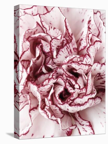 Close-Up of Pink and White Carnation-Clive Nichols-Stretched Canvas