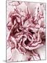 Close-Up of Pink and White Carnation-Clive Nichols-Mounted Photographic Print