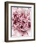 Close-Up of Pink and White Carnation-Clive Nichols-Framed Photographic Print