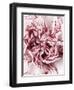 Close-Up of Pink and White Carnation-Clive Nichols-Framed Photographic Print