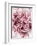 Close-Up of Pink and White Carnation-Clive Nichols-Framed Photographic Print