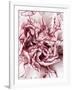 Close-Up of Pink and White Carnation-Clive Nichols-Framed Photographic Print