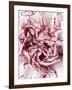 Close-Up of Pink and White Carnation-Clive Nichols-Framed Photographic Print