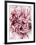 Close-Up of Pink and White Carnation-Clive Nichols-Framed Photographic Print