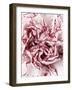 Close-Up of Pink and White Carnation-Clive Nichols-Framed Photographic Print