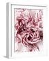 Close-Up of Pink and White Carnation-Clive Nichols-Framed Photographic Print