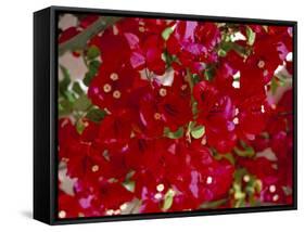 Close-Up of Pink Bougainvillea Flowers, Andalucia, Spain-Jean Brooks-Framed Stretched Canvas