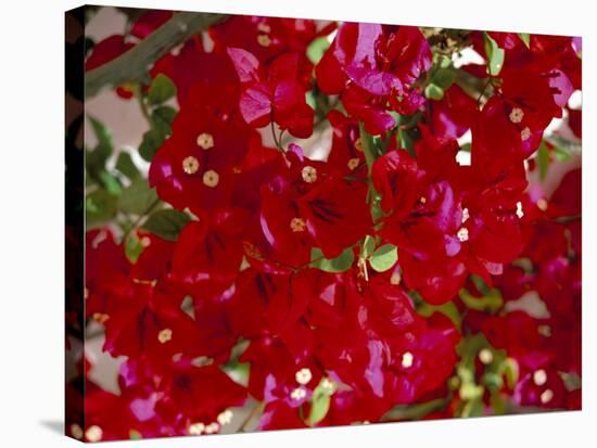 Close-Up of Pink Bougainvillea Flowers, Andalucia, Spain-Jean Brooks-Stretched Canvas