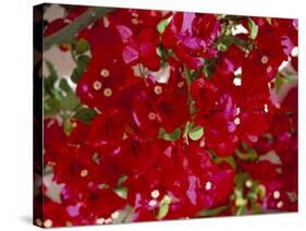 Close-Up of Pink Bougainvillea Flowers, Andalucia, Spain-Jean Brooks-Stretched Canvas