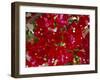 Close-Up of Pink Bougainvillea Flowers, Andalucia, Spain-Jean Brooks-Framed Photographic Print