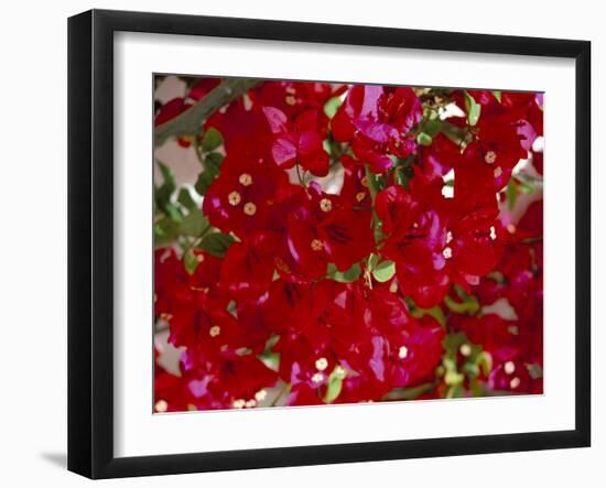 Close-Up of Pink Bougainvillea Flowers, Andalucia, Spain-Jean Brooks-Framed Photographic Print