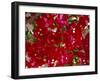 Close-Up of Pink Bougainvillea Flowers, Andalucia, Spain-Jean Brooks-Framed Photographic Print