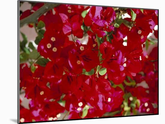 Close-Up of Pink Bougainvillea Flowers, Andalucia, Spain-Jean Brooks-Mounted Photographic Print