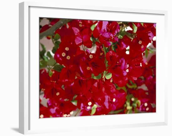 Close-Up of Pink Bougainvillea Flowers, Andalucia, Spain-Jean Brooks-Framed Photographic Print