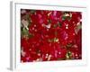 Close-Up of Pink Bougainvillea Flowers, Andalucia, Spain-Jean Brooks-Framed Photographic Print