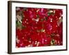 Close-Up of Pink Bougainvillea Flowers, Andalucia, Spain-Jean Brooks-Framed Photographic Print