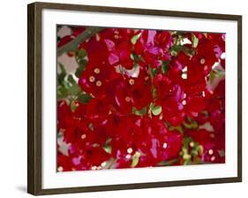 Close-Up of Pink Bougainvillea Flowers, Andalucia, Spain-Jean Brooks-Framed Photographic Print