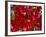 Close-Up of Pink Bougainvillea Flowers, Andalucia, Spain-Jean Brooks-Framed Photographic Print