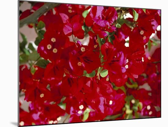 Close-Up of Pink Bougainvillea Flowers, Andalucia, Spain-Jean Brooks-Mounted Photographic Print