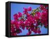 Close-Up of Pink Bougainvillea Flowers-Tomlinson Ruth-Framed Stretched Canvas