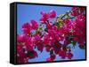 Close-Up of Pink Bougainvillea Flowers-Tomlinson Ruth-Framed Stretched Canvas