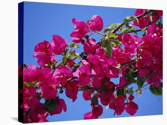 Close-Up of Pink Bougainvillea Flowers-Tomlinson Ruth-Stretched Canvas