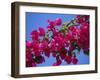 Close-Up of Pink Bougainvillea Flowers-Tomlinson Ruth-Framed Photographic Print