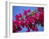 Close-Up of Pink Bougainvillea Flowers-Tomlinson Ruth-Framed Photographic Print