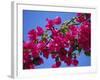 Close-Up of Pink Bougainvillea Flowers-Tomlinson Ruth-Framed Photographic Print