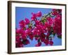 Close-Up of Pink Bougainvillea Flowers-Tomlinson Ruth-Framed Photographic Print