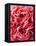 Close-Up of Pink Carnation-Clive Nichols-Framed Stretched Canvas