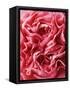 Close-Up of Pink Carnation-Clive Nichols-Framed Stretched Canvas
